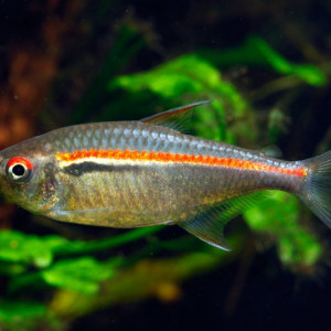 Hyphessobrycon amapaensis