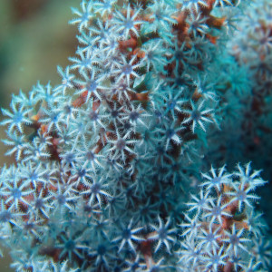 Acalycigorgia sp blue sea fan