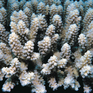 Acropora macrostoma