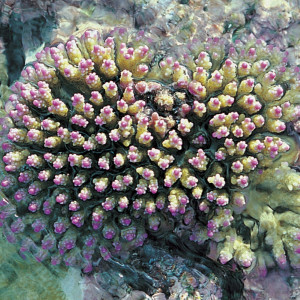 Acropora nana