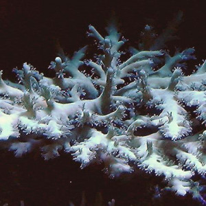 Acropora walindii