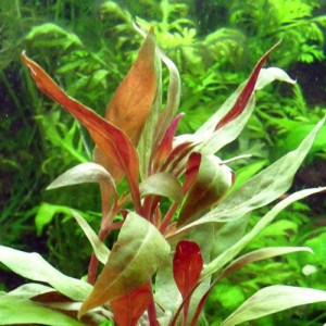 Alternanthera aquatica