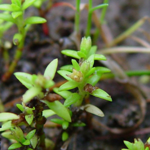 Crassula aquatica