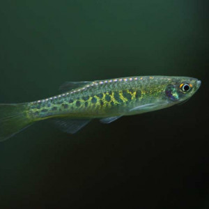 Danio aesculapii