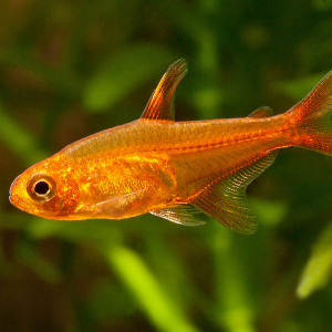 Hyphessobrycon amandae