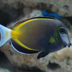 Acanthurus japonicus