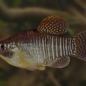 Poisson adinia xenica (killi diamant) fiche complète, paramètres