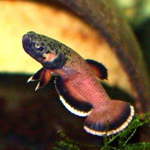 Betta albimarginata
