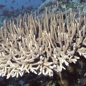 Acropora valenciennesi