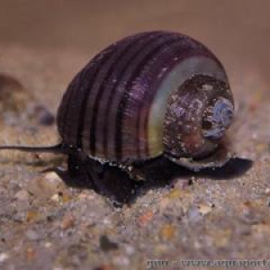 Afropomus balanoidea