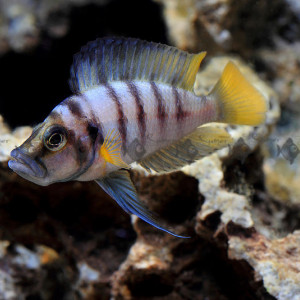 Altolamprologus compressiceps