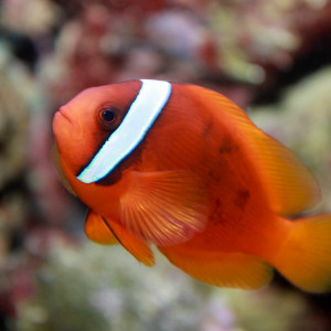 Amphiprion frenatus