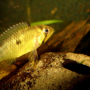 Apistogramma rupununi