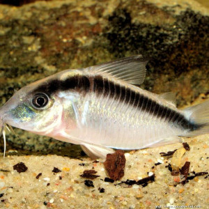 Corydoras arcuatus