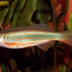 Devario assamensis