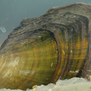 Anodonta cygnaea