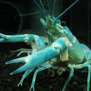 Cherax albertisii