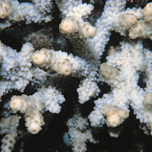 Acropora brueggemanni