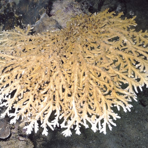 Acropora elegans