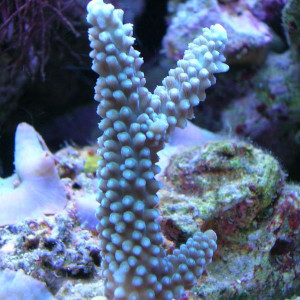 Acropora loisetteae