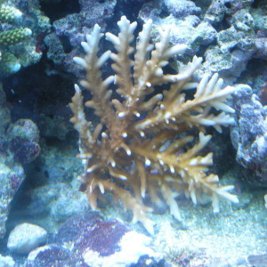 Acropora pichoni