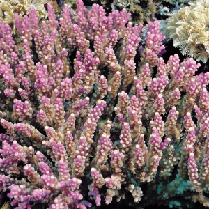 Acropora valida