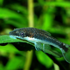 Otocinclus bororo