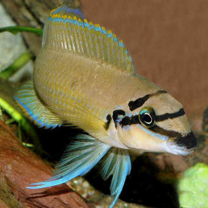 Chalinochromis brichardi