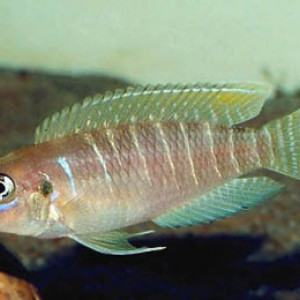 Neolamprologus brevis