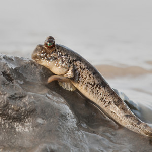 Periophthalmus barbarus