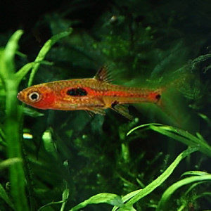 Boraras merah