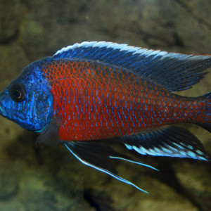 Copadichromis borleyi