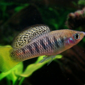 Xiphophorus birchmanni