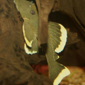 Baryancistrus chrysolomus