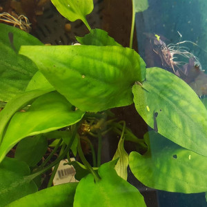 Cryptocoryne moehlmannii