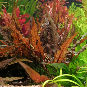 Cryptocoryne wendtii var. "Tropica"