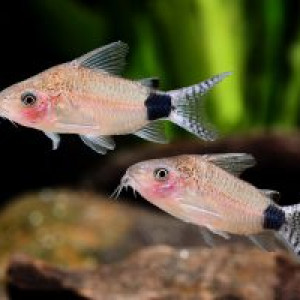 Corydoras guapore