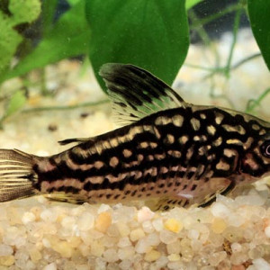 Corydoras napoensis