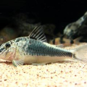 Corydoras semiaquilus