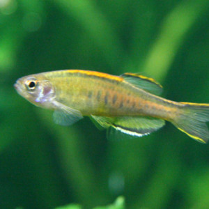 Danio choprai