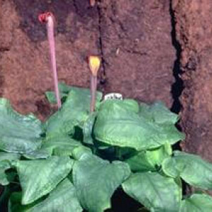 Cryptocoryne venemae