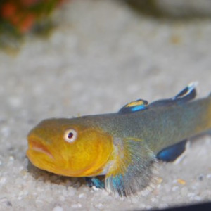 Chlamydogobius eremius