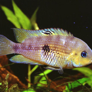 Cryptoheros septemfasciatus