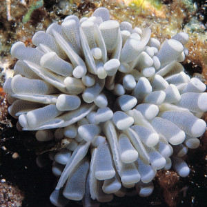 Euphyllia cristata