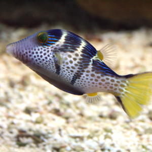 Canthigaster valentini