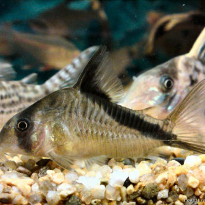 Corydoras melini