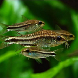 Corydoras pygmaeus