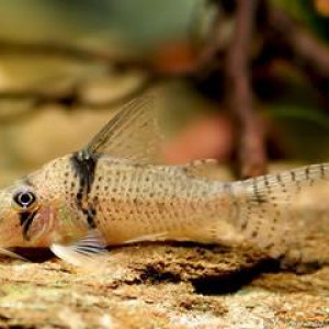 Corydoras pastazensis