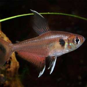 Hyphessobrycon copelandi