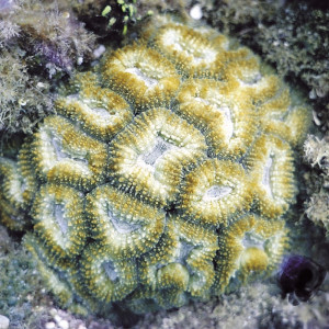 Lobophyllia corymbosa